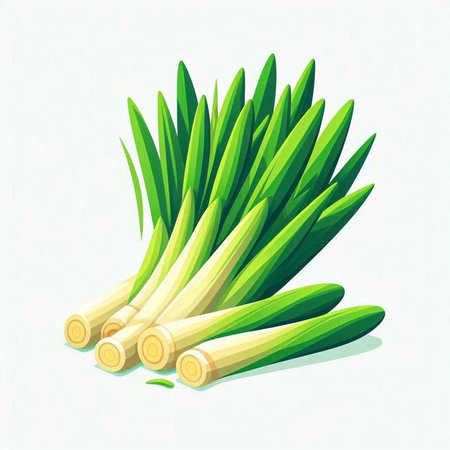 Fresh lemongrass isolated on white background. Vector illustration.のイラスト素材