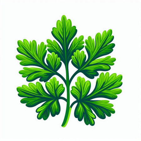 Parsley leaves isolated on a white background. Vector illustration.のイラスト素材