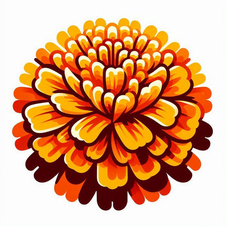 chrysanthemum flower isolated on white background. vector illustrationのイラスト素材