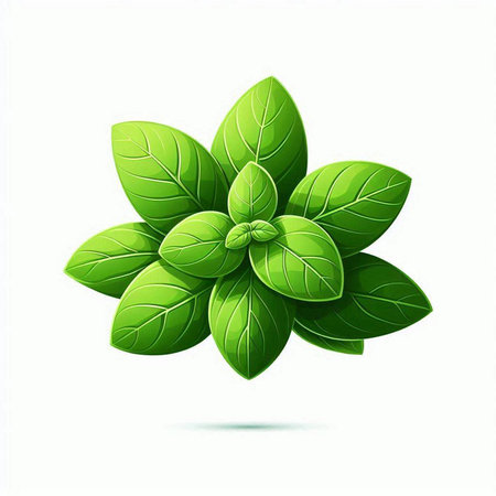 Fresh green basil leaves isolated on white background. Realistic vector illustration.のイラスト素材