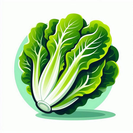 Illustration of fresh green chinese cabbage on a white background.のイラスト素材