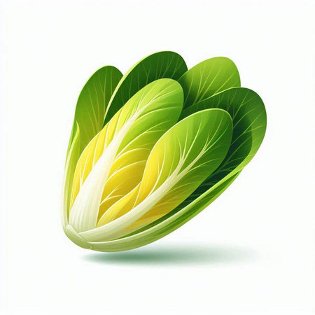 Fresh chinese cabbage isolated on white background. Vector illustration. Eps 10.のイラスト素材