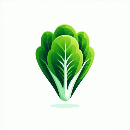 Lettuce icon. Vector illustration of a fresh lettuce isolated on white background.のイラスト素材