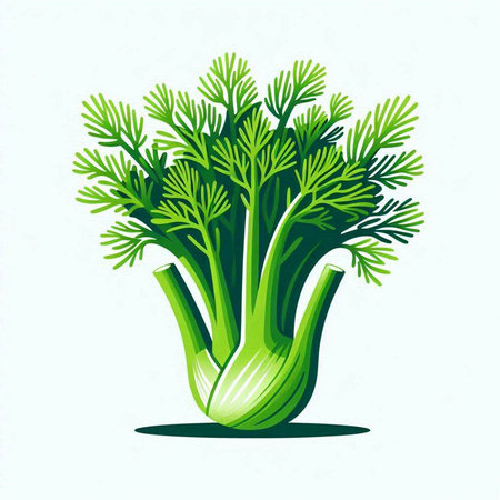 Fresh fennel isolated on a white background. Vector illustration.のイラスト素材