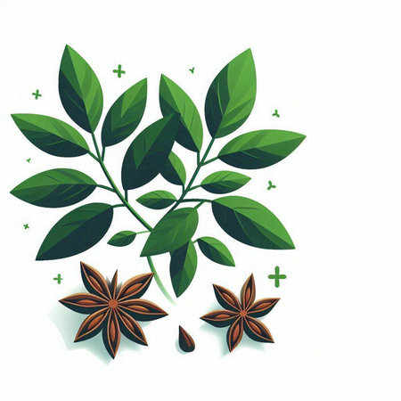 Illustration of green leaves and star anise on a white backgroundのイラスト素材