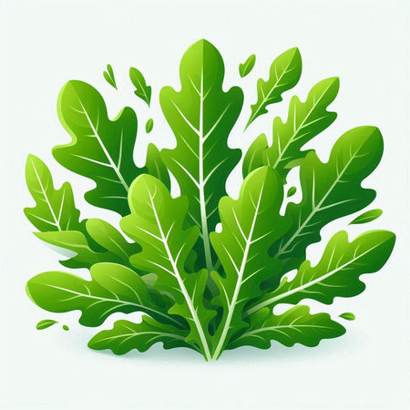 Fresh green arugula leaves on white background. Vector illustration.のイラスト素材