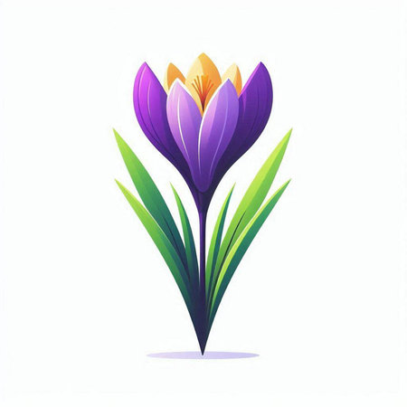 Crocus flower on a white background. Vector illustration for your designのイラスト素材