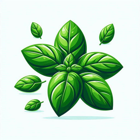 Basil leaves on white background. Vector illustration. Eps 10.のイラスト素材