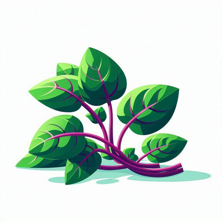 Spinach leaves on a white background. Vector illustration. Eps 10のイラスト素材