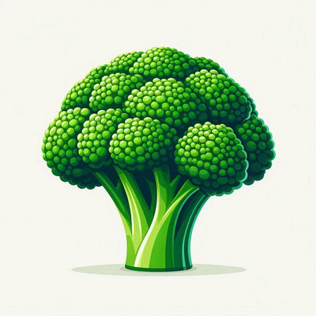 Broccoli. Vector illustration. Isolated on a white background.のイラスト素材