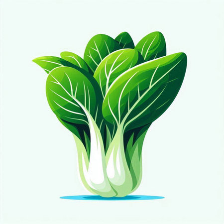 Illustration of fresh green bok choy on a white backgroundのイラスト素材
