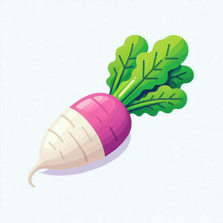 Illustration of a radish with green leaves on a white backgroundのイラスト素材