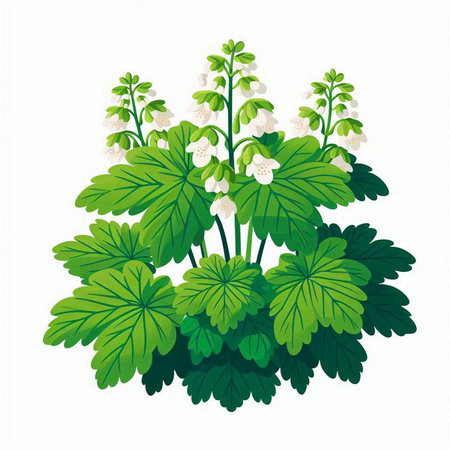 Lily of the valley isolated on white background. Vector illustration.のイラスト素材