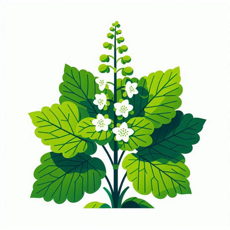 Illustration of a green plant with leaves and flowers on a white backgroundのイラスト素材