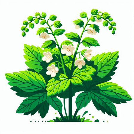 Illustration of a bunch of white flowers and green leaves on a white backgroundのイラスト素材