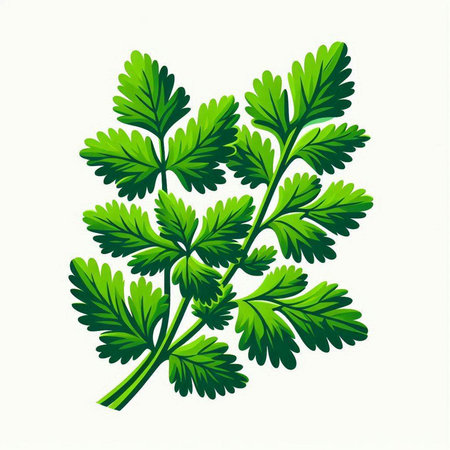Parsley leaves isolated on a white background. Vector illustration.のイラスト素材