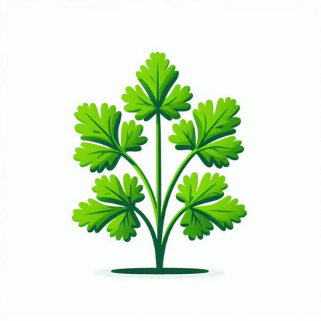 Parsley icon isolated on white background. Vector Illustration.のイラスト素材
