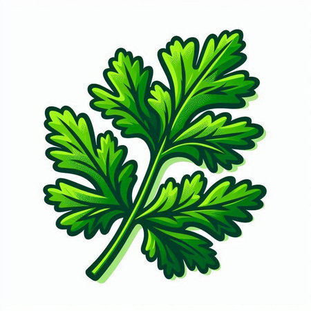 Parsley isolated on white background. Hand drawn vector illustration.のイラスト素材