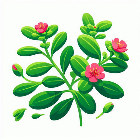 Illustration of a green plant with red flowers on a white backgroundのイラスト素材