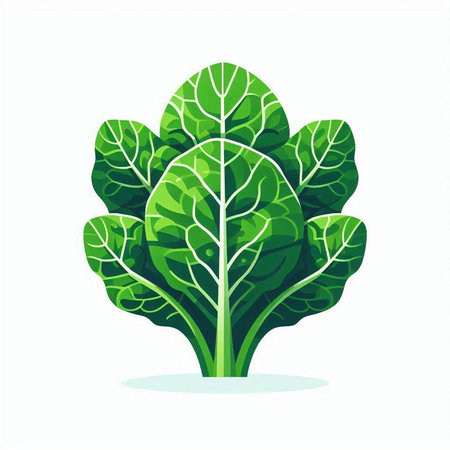 Lettuce icon isolated on white background. Vector illustration. Flat style.のイラスト素材