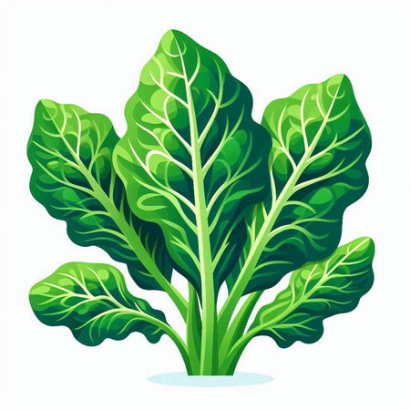 Green chard isolated on a white background. Vector illustration of lettuceのイラスト素材