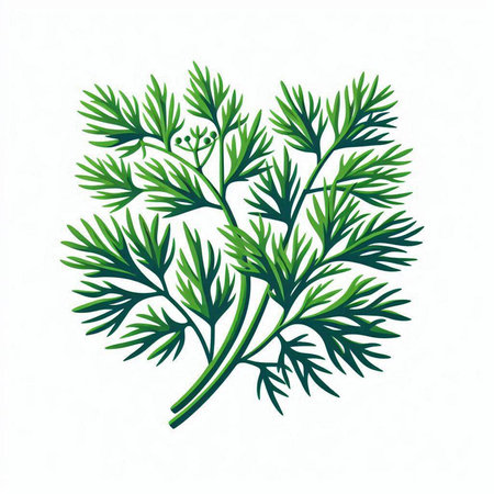 Dill. Vector illustration. Isolated on a white background.のイラスト素材