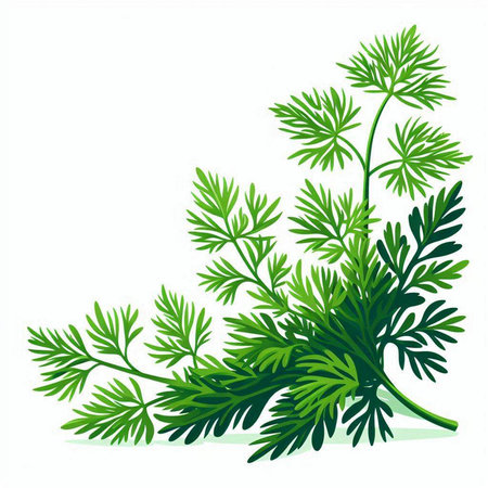 vector illustration of a bunch of fresh green dill on a white backgroundのイラスト素材