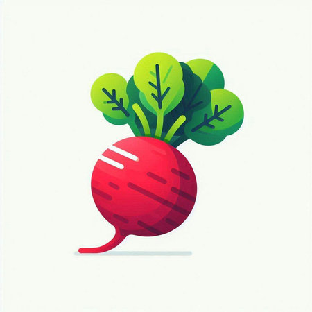 Radish. Vegetable vector illustration on white background. Vector illustration.のイラスト素材
