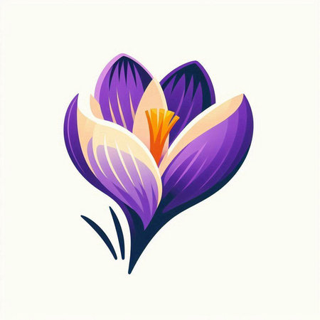Purple crocus flower on a white background. Vector illustration.のイラスト素材
