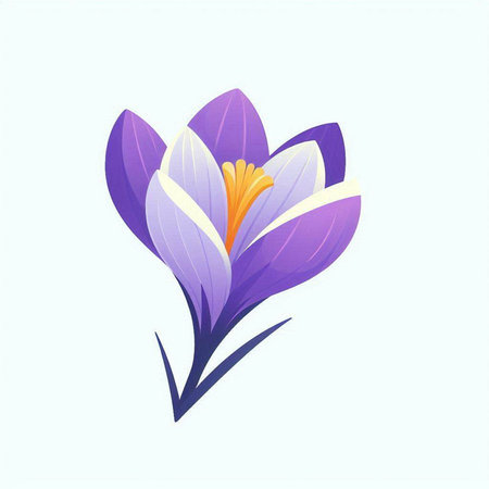 Beautiful crocus flower on a white background. Vector illustration.のイラスト素材