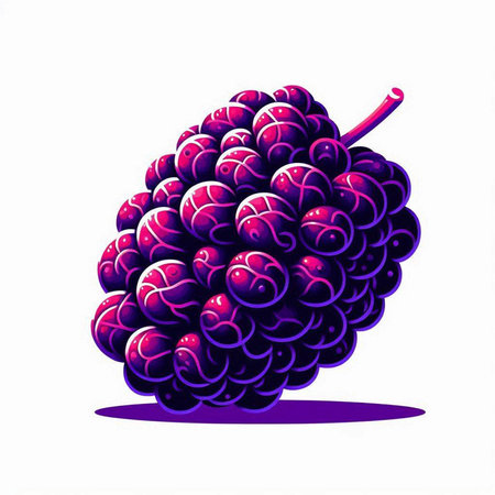 Illustration of ripe black mulberry on white background, vector illustrationのイラスト素材