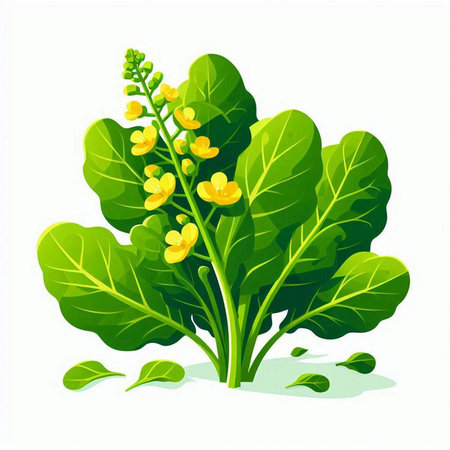 Bok choy plant isolated on white background. Vector illustration.のイラスト素材