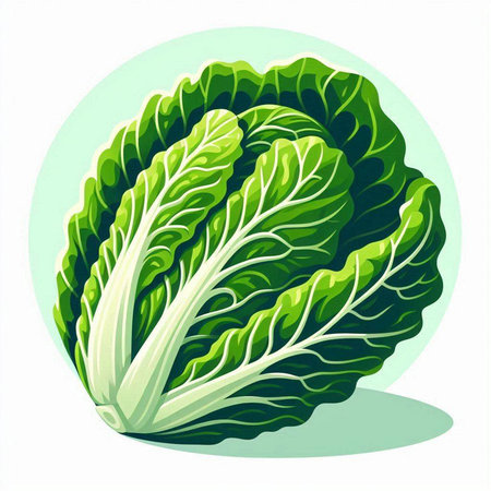 Illustration of fresh chinese cabbage on white background. Vector illustration.のイラスト素材