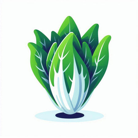 chinese cabbage isolated on a white background. Vector illustration. Eps 10.のイラスト素材
