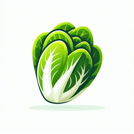 Lettuce icon isolated on white background. Vector illustration. Eps 10.のイラスト素材