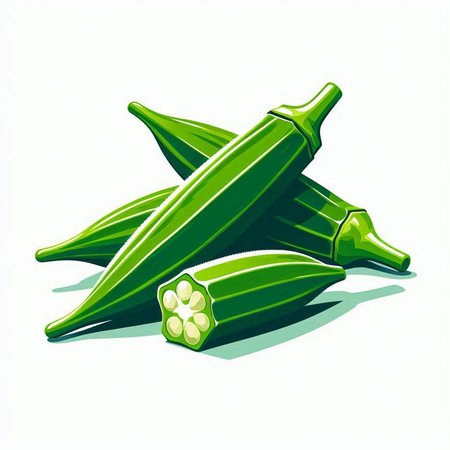 Illustration of fresh okra on white background. Vector illustration.のイラスト素材