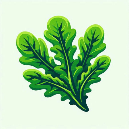 Lettuce, arugula, arugula vector illustration.のイラスト素材