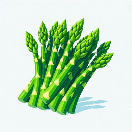 Fresh green asparagus on a white background. Vector illustration.のイラスト素材