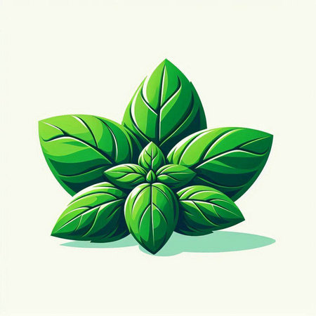Fresh basil leaves isolated on white background. Vector illustration for your designのイラスト素材