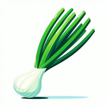 Illustration of fresh green onion on white background. Vector illustration.のイラスト素材