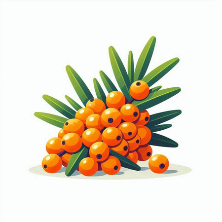 Sea buckthorn berries with green leaves isolated on white background. Vector illustration.のイラスト素材
