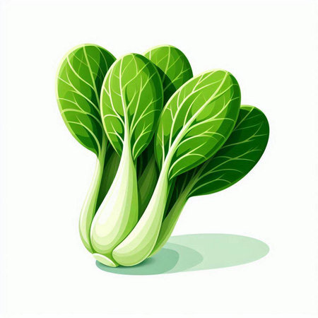 Bok choy isolated on white background. Vector illustration. Eps 10.のイラスト素材