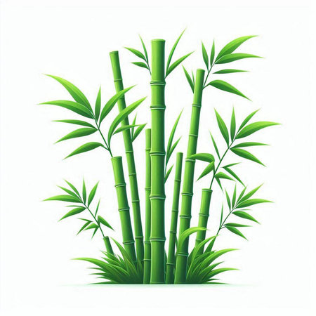 Bamboo isolated on white background. Vector illustration. Eps 10.のイラスト素材