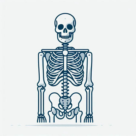 Human skeleton with bones. Skeleton icon. Skeleton vector illustrationのイラスト素材