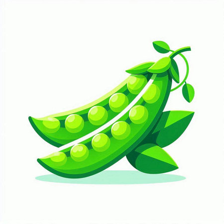 Peas on a white background. Vector illustration. Eps 10.のイラスト素材