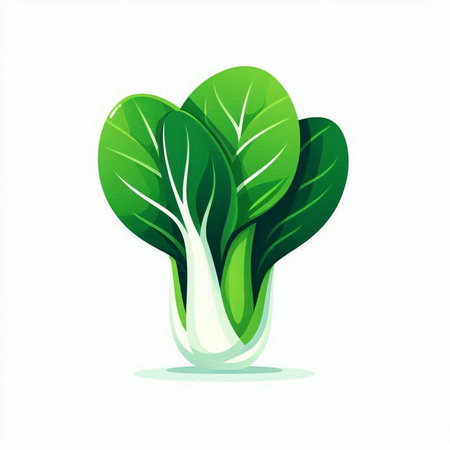 Bok choy vegetable vector illustration isolated on a white background.のイラスト素材