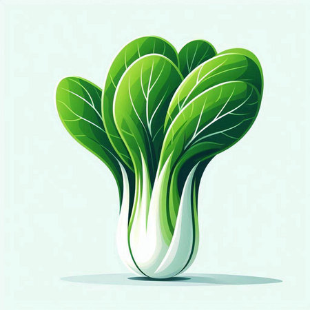 Bok choy, fresh green bok choy. Vector illustrationのイラスト素材