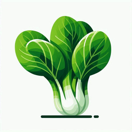 Bok choy vector illustration. Green bok choy illustration.のイラスト素材