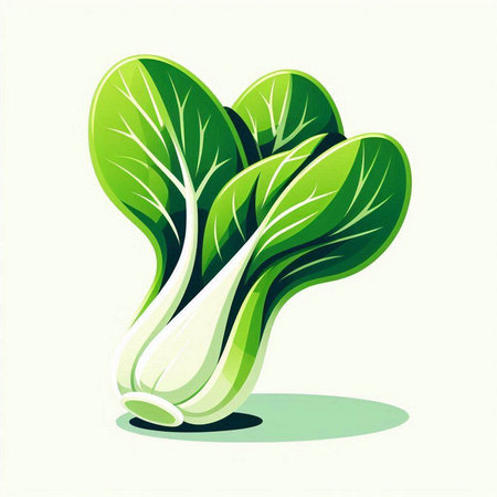 Illustration of a fresh green chinese cabbage on a white backgroundのイラスト素材