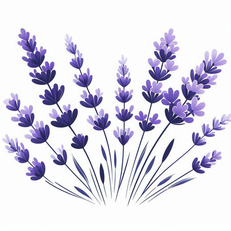 Lavender flowers isolated on a white background. Vector illustration.のイラスト素材